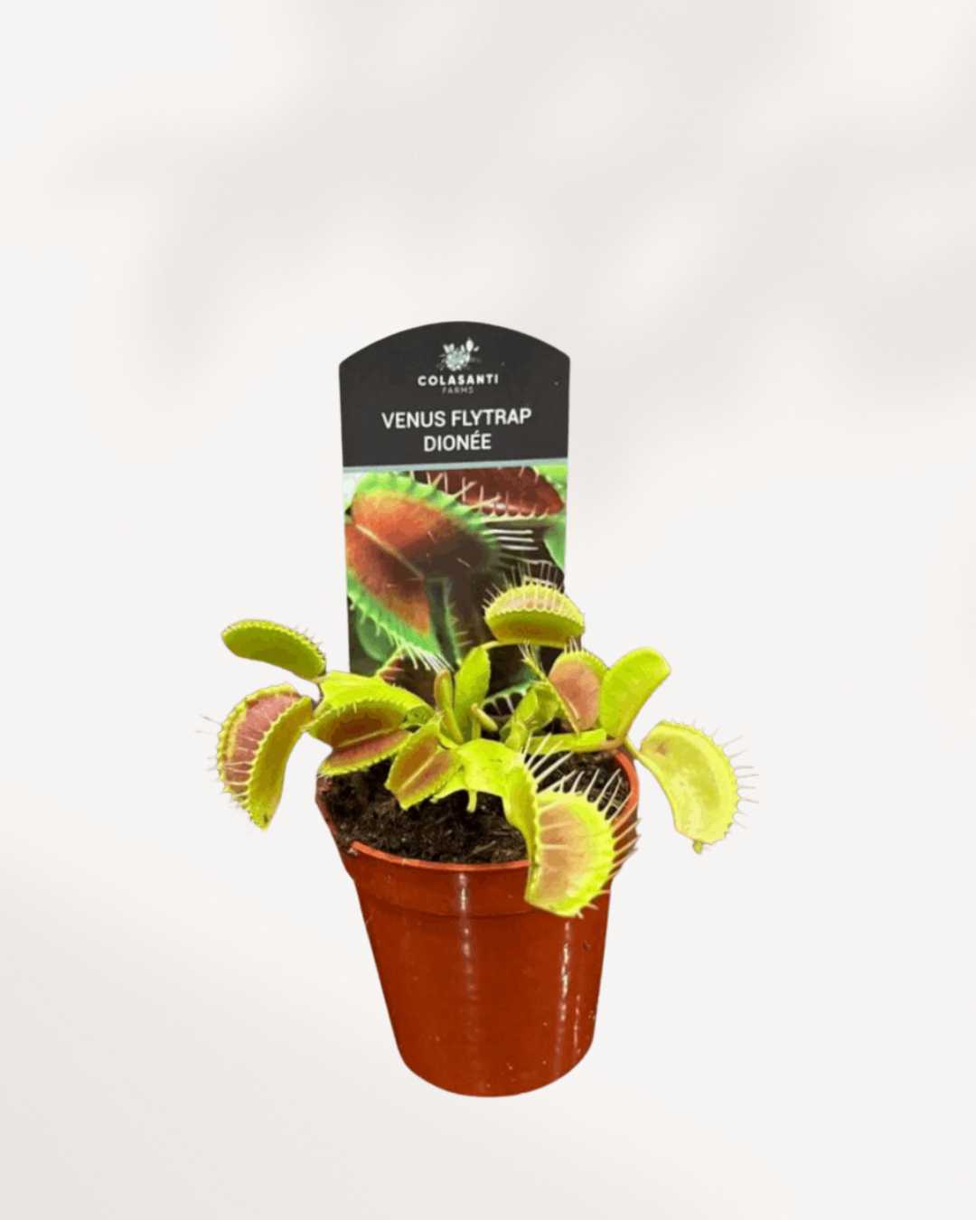 Venus Fly Trap